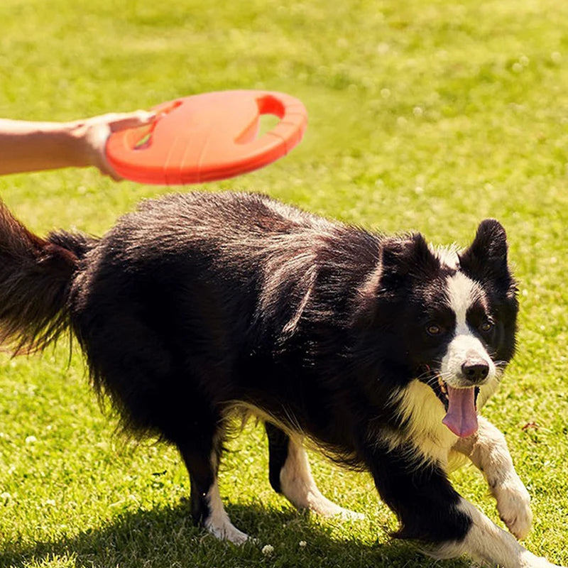 Frisbee chien plage