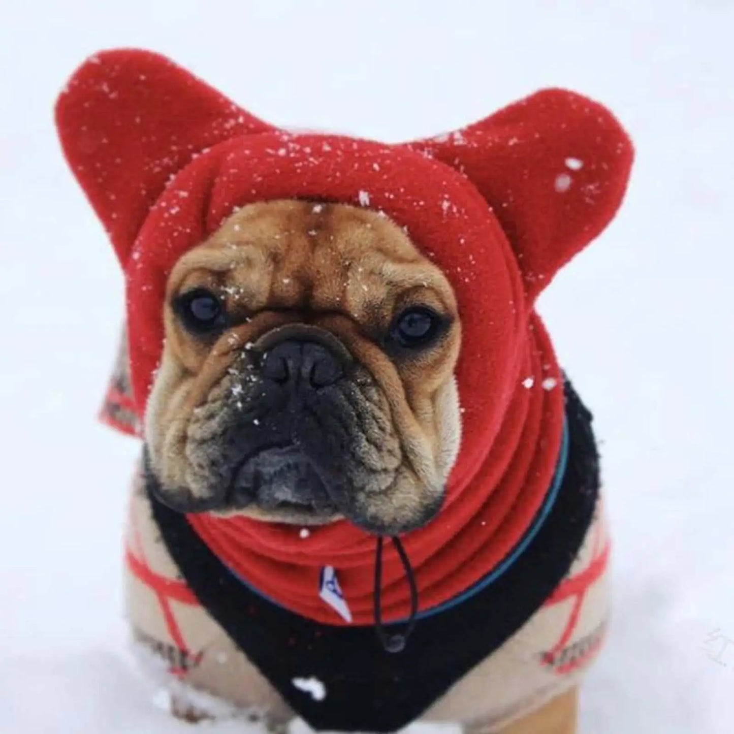 Bonnet chien oreille