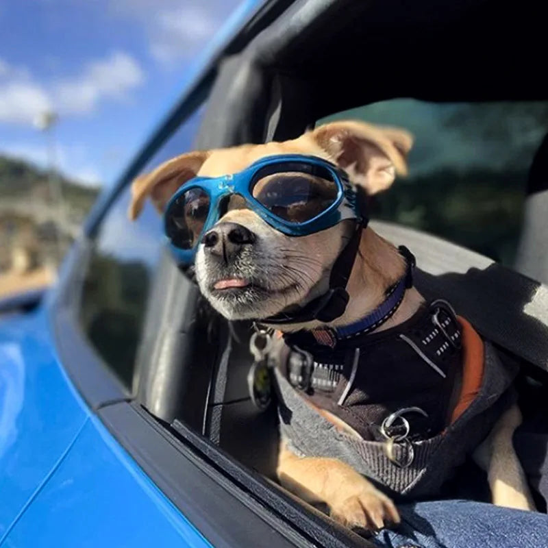 Lunette de vue pour chien