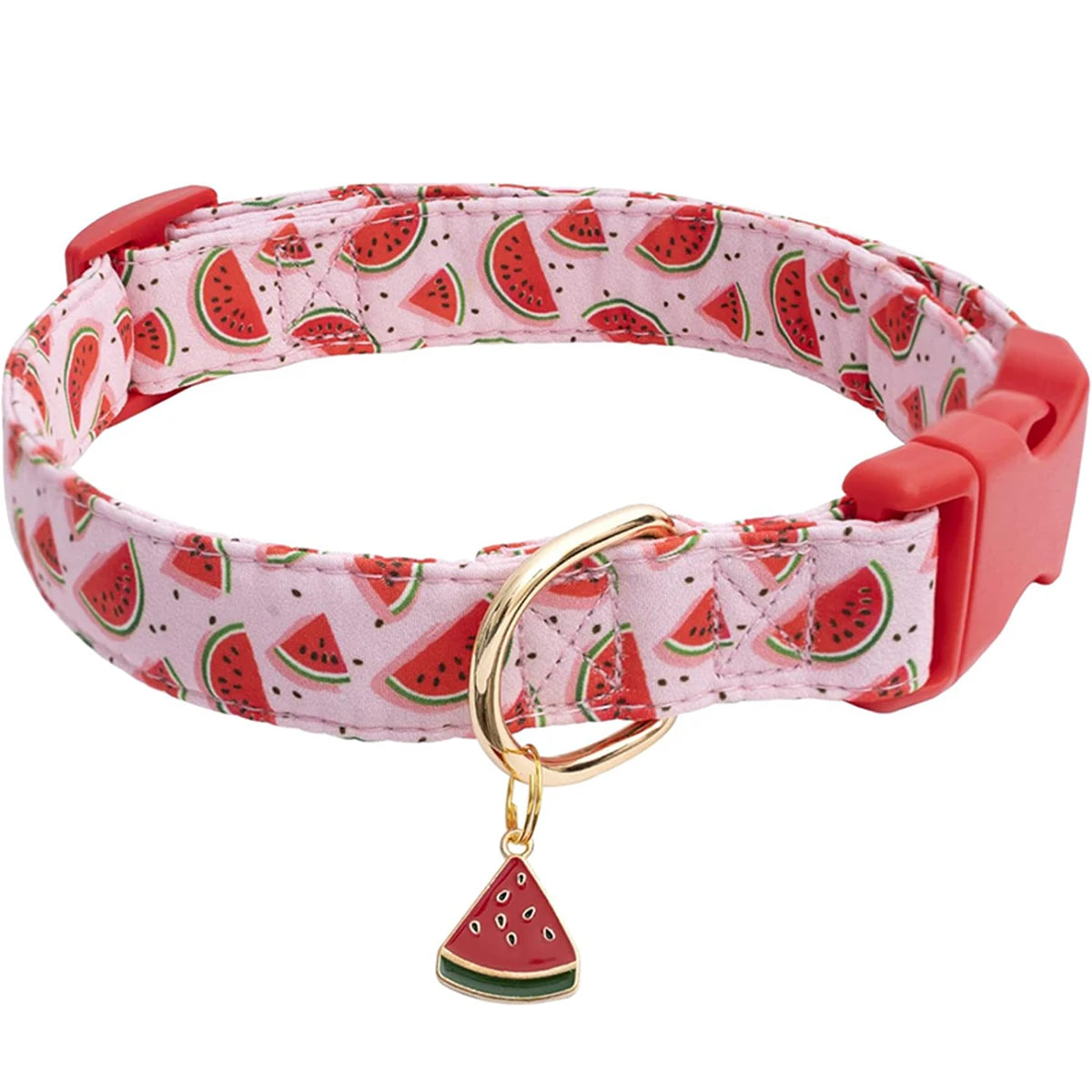 Collier chihuahua chiot
