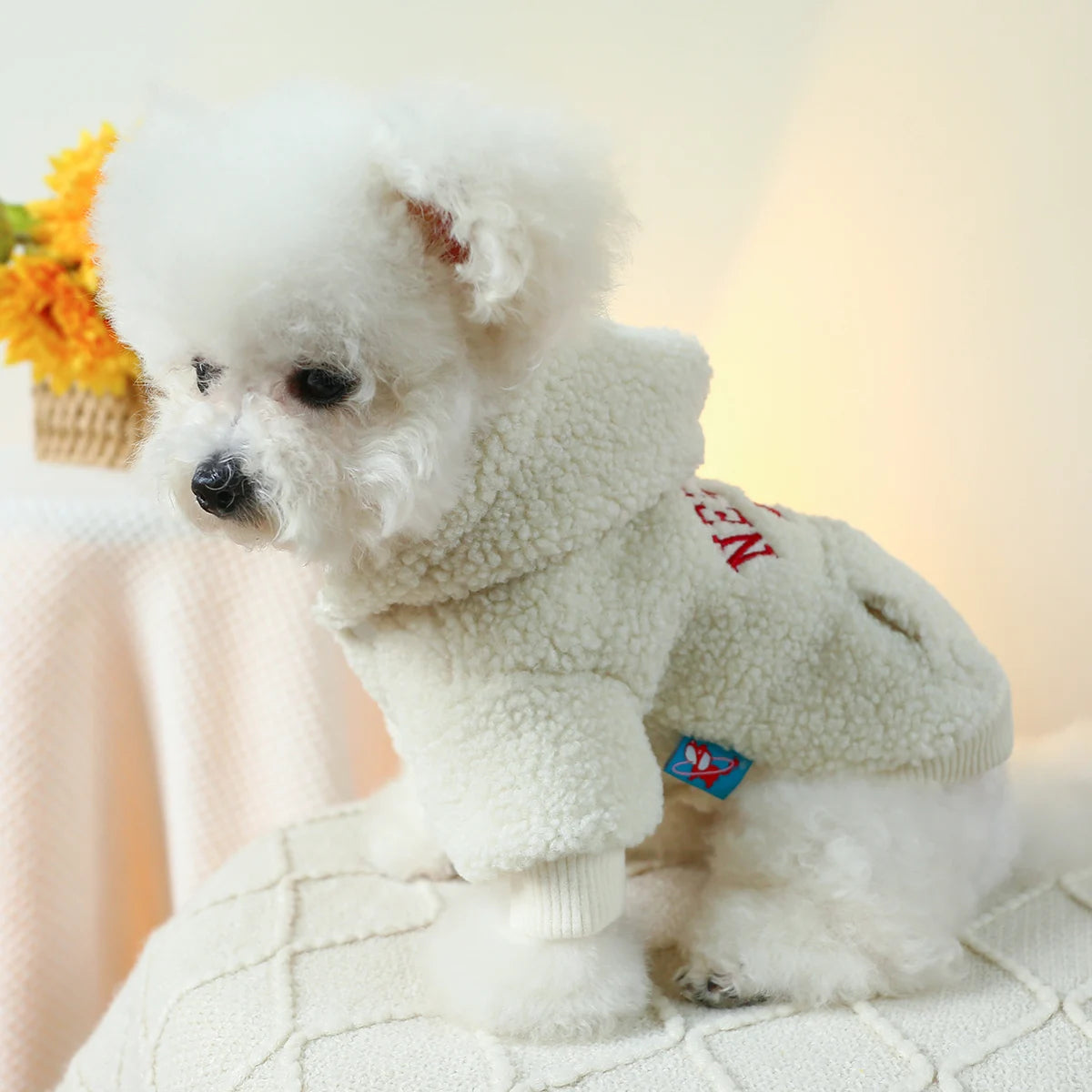 Sweat chien