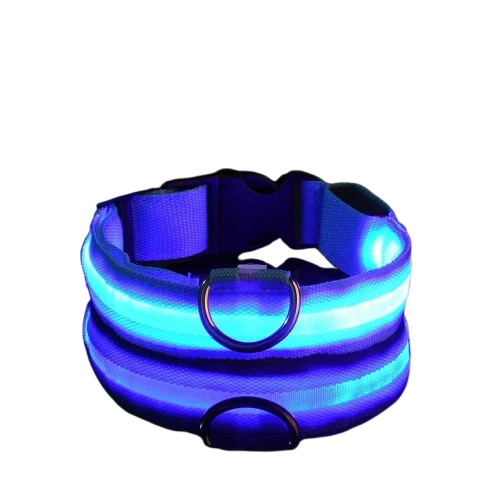 Collier lumineux petit chien