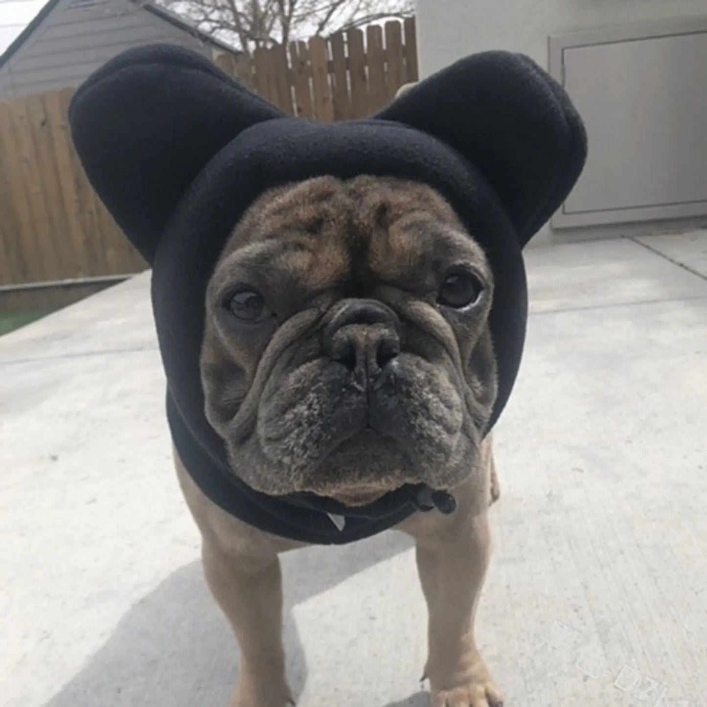 Bonnet chien oreille