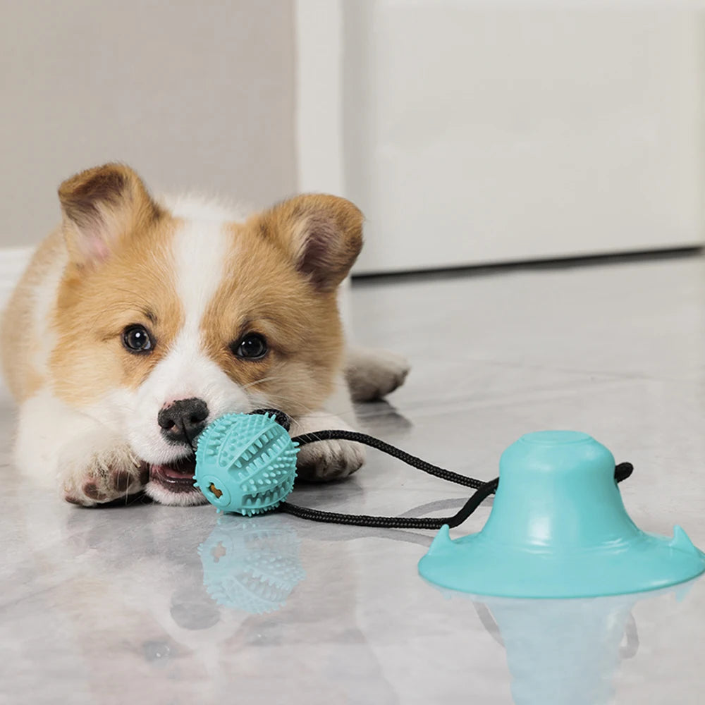 Jouet chien ventouse corde