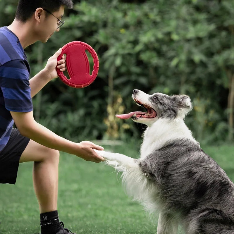 Frisbee chien plage