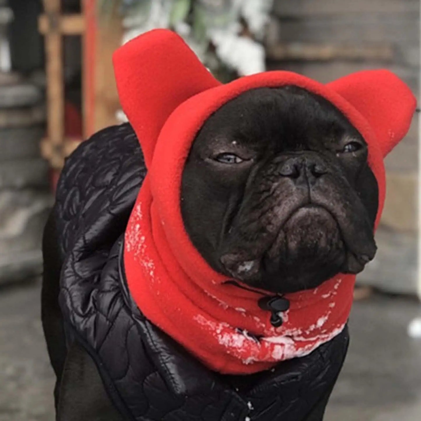 Bonnet chien oreille