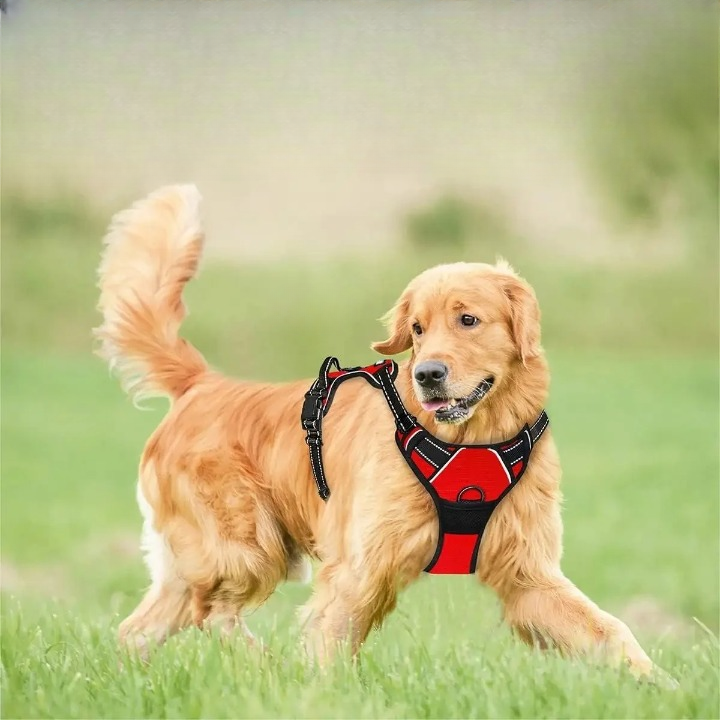 Harnais chien sport