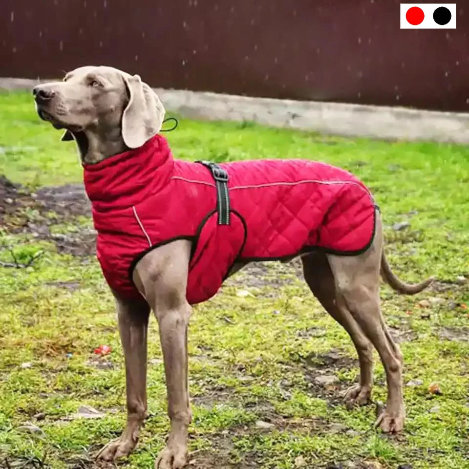 Manteau chien hiver