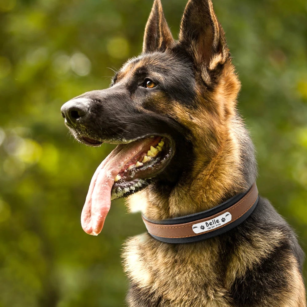 Collier chien personnalisé prénom