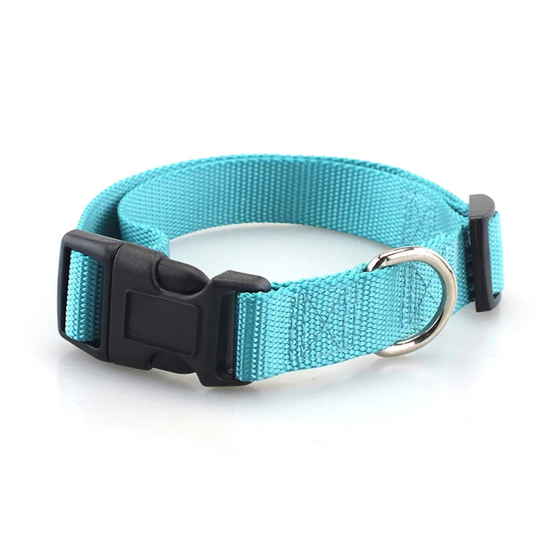 Collier gros chien