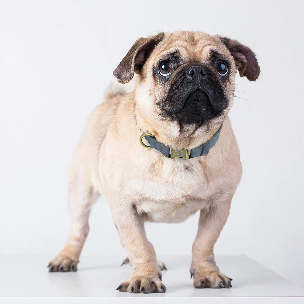 Collier pour petit chien personnalisé