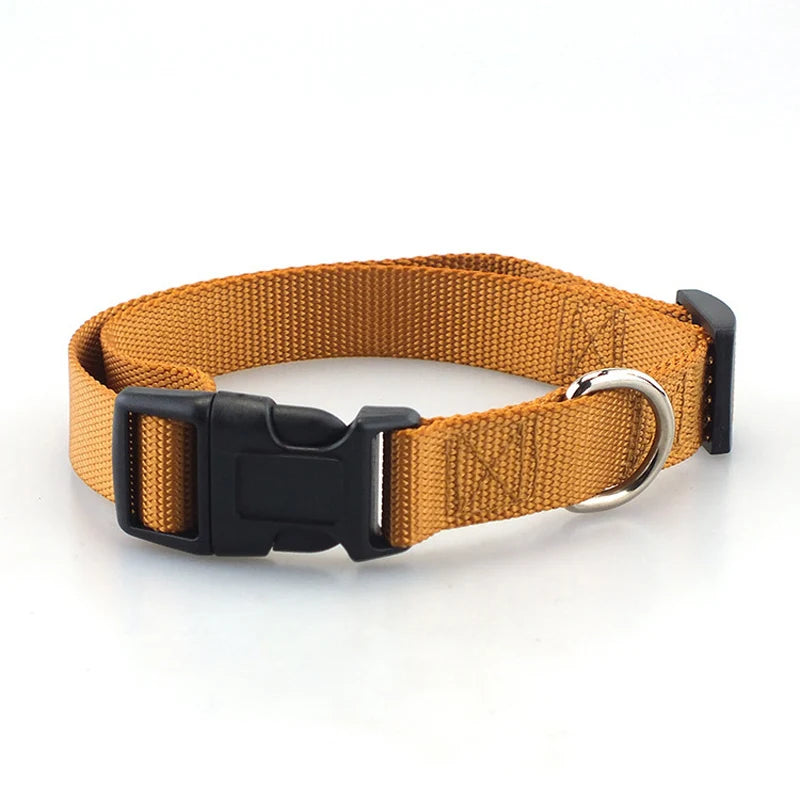 Collier gros chien