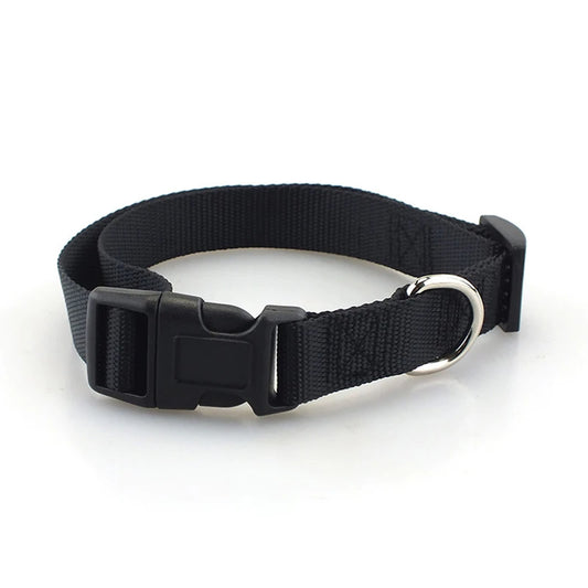 Collier gros chien