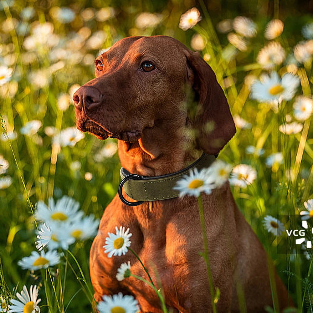 Collier cuir gros chien