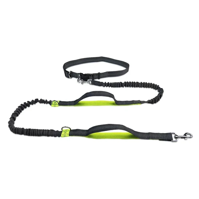 Ceinture course chien