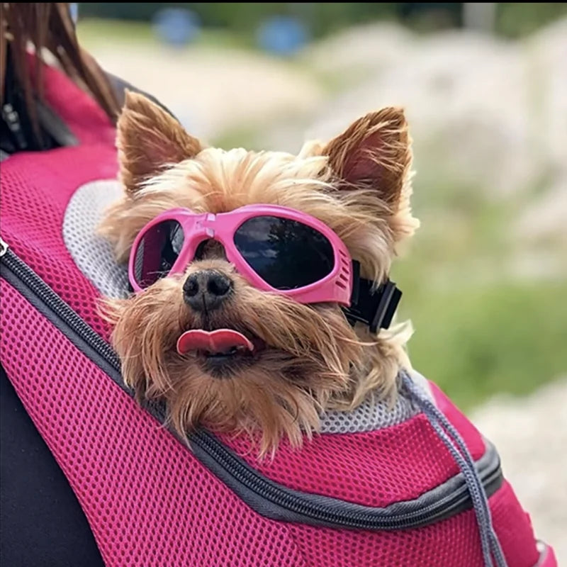 Lunette de vue pour chien
