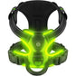 Harnais lumineux chien