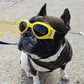 Lunette de vue pour chien