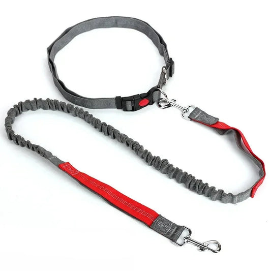 Ceinture laisse chien