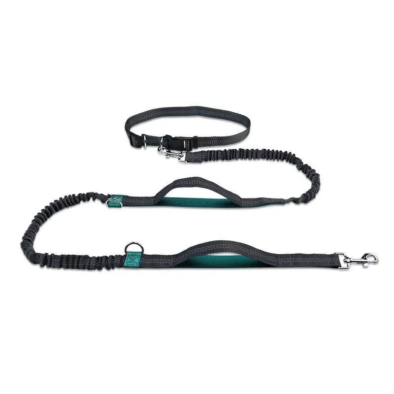 Ceinture course chien