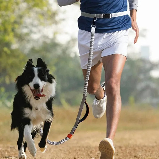 Ceinture course chien