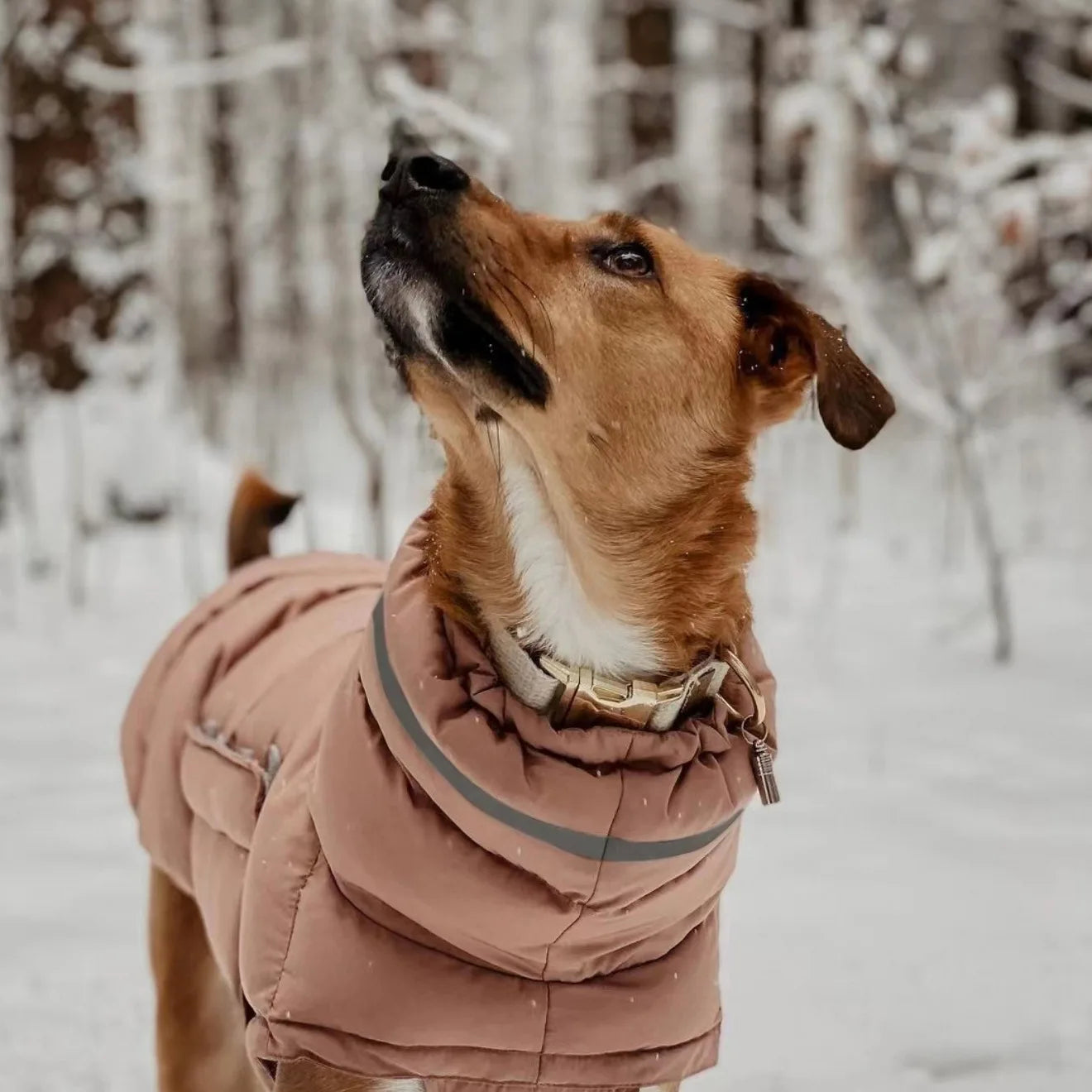 Doudoune grand chien