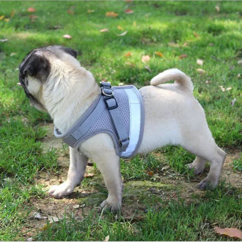 Harnais chiot 4 mois