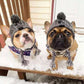 Bonnet en laine pour chien