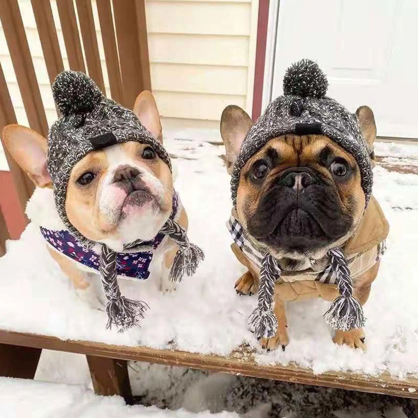 Bonnet en laine pour chien