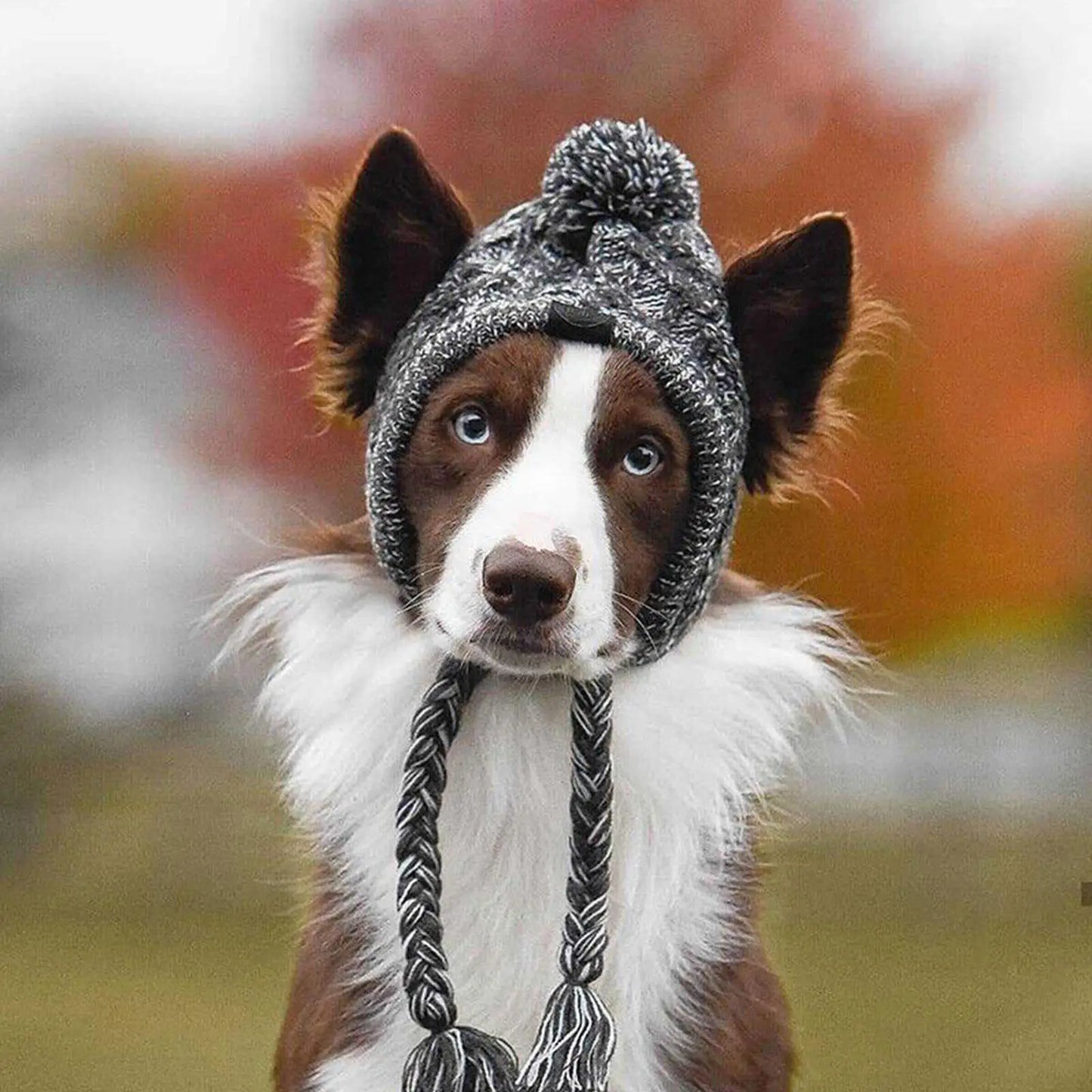 Bonnet en laine pour chien