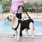 Harnais de levage chien