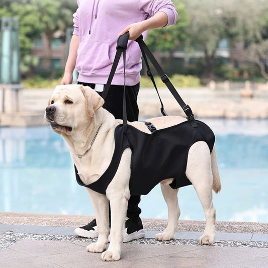 Harnais de levage chien