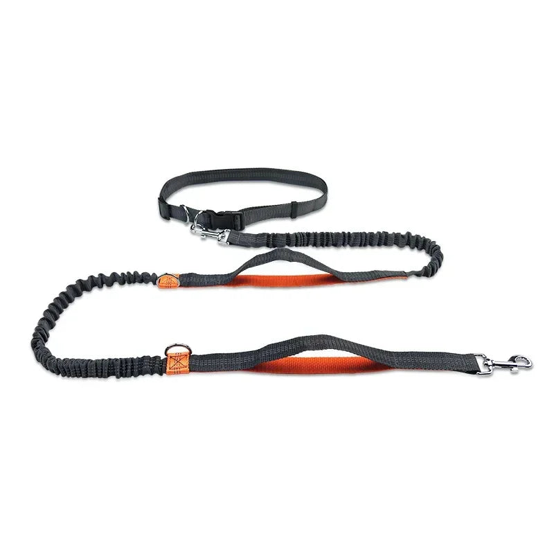 Ceinture course chien