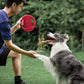 Frisbee chien plage