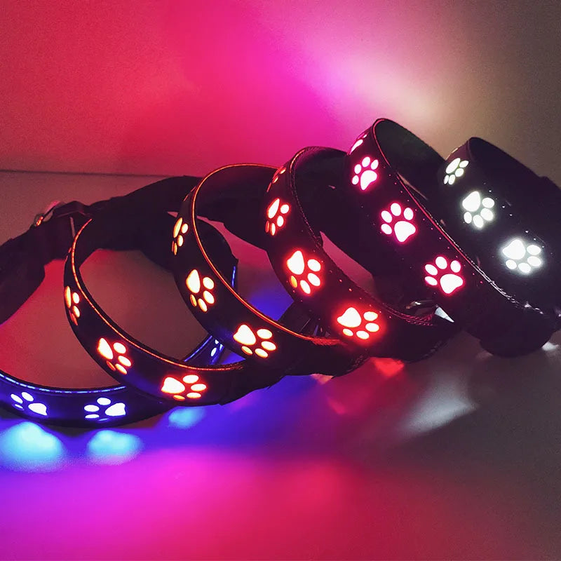 Collier chien lumineux USB