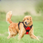 Harnais chien sport