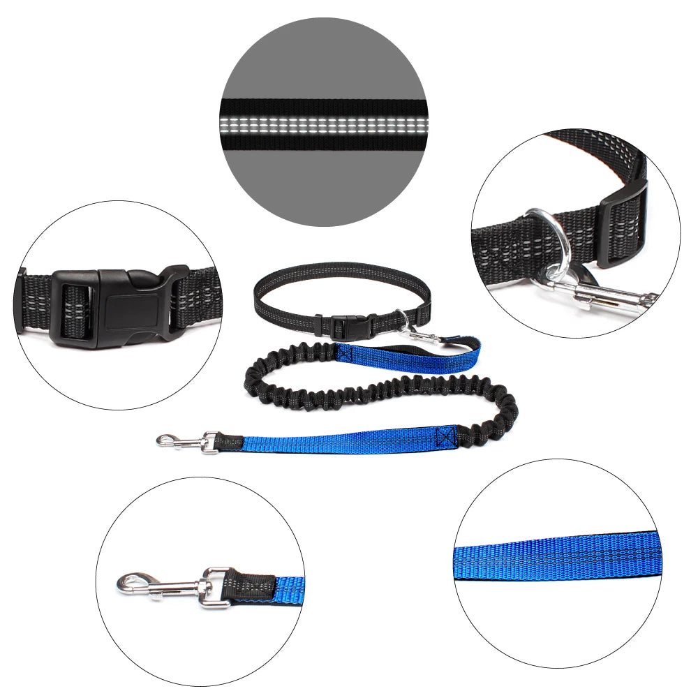 Ceinture promenade chien