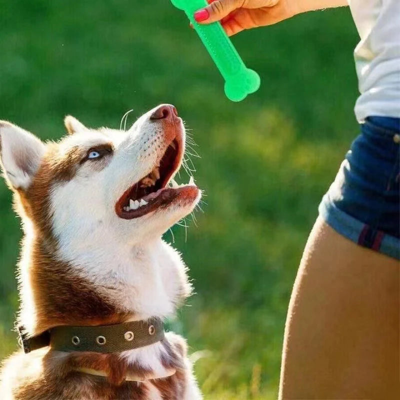 Jouet chien os indestructible