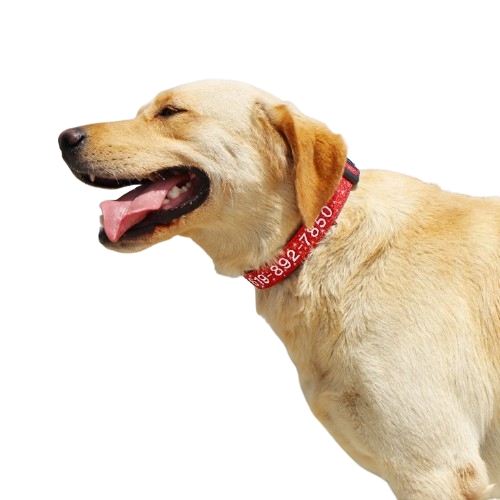 Collier chien personnalisé brodé