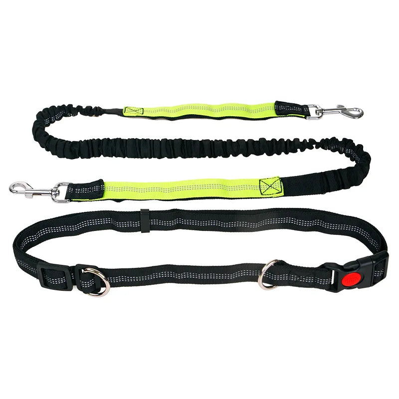 Ceinture promenade chien