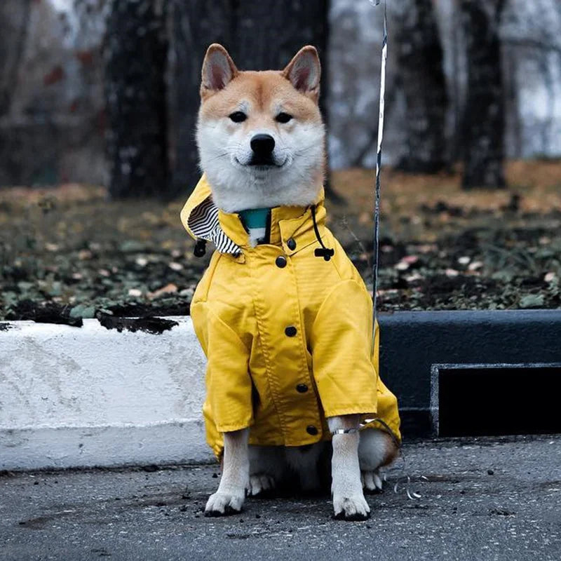 Manteau chien jaune