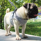 Harnais chiot 4 mois