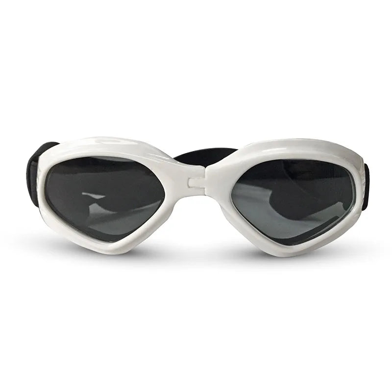 Lunette de vue pour chien