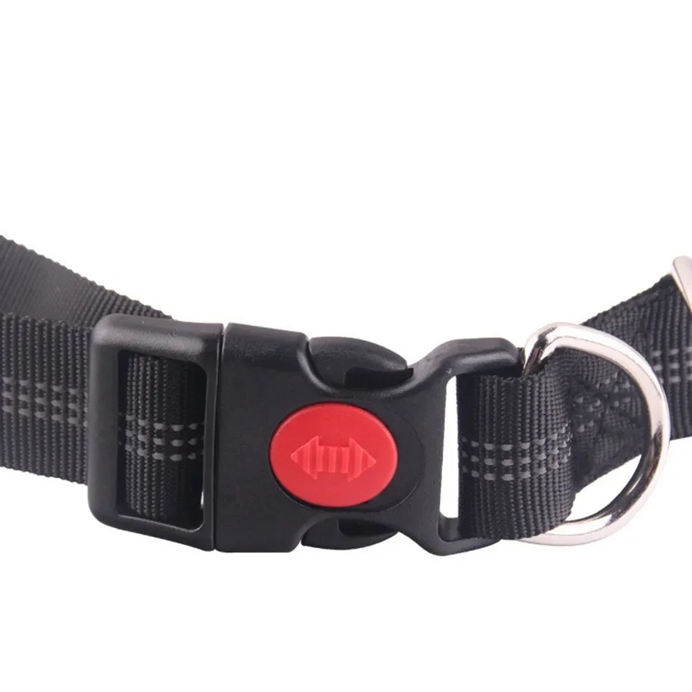 Ceinture harnais chien