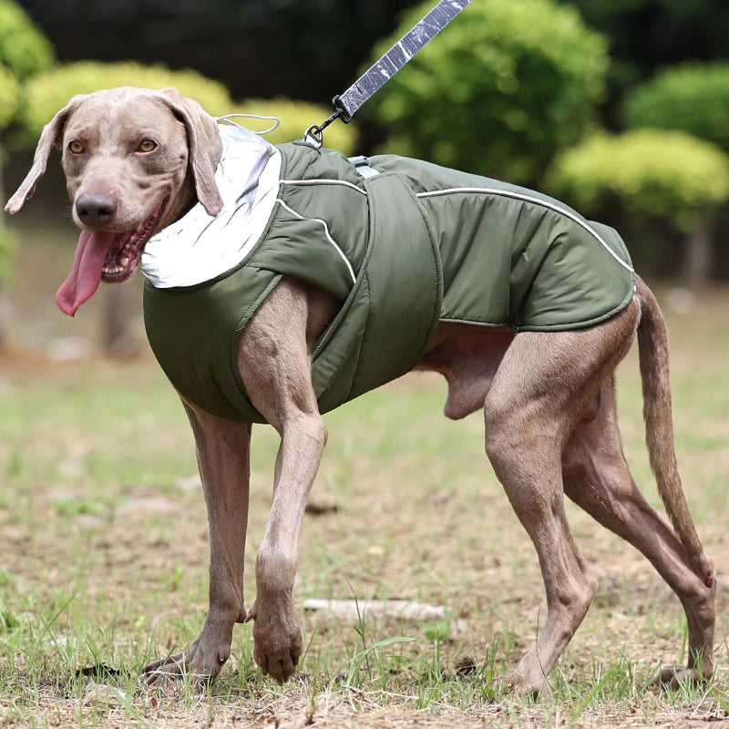 Manteau pour gros chien