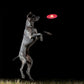 Frisbee lumineux chien
