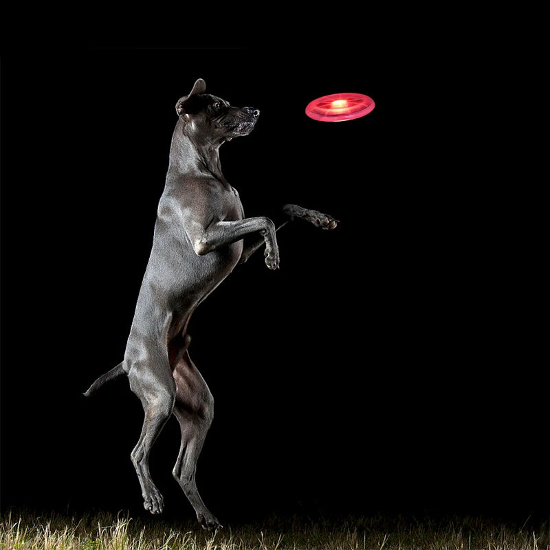 Frisbee lumineux chien