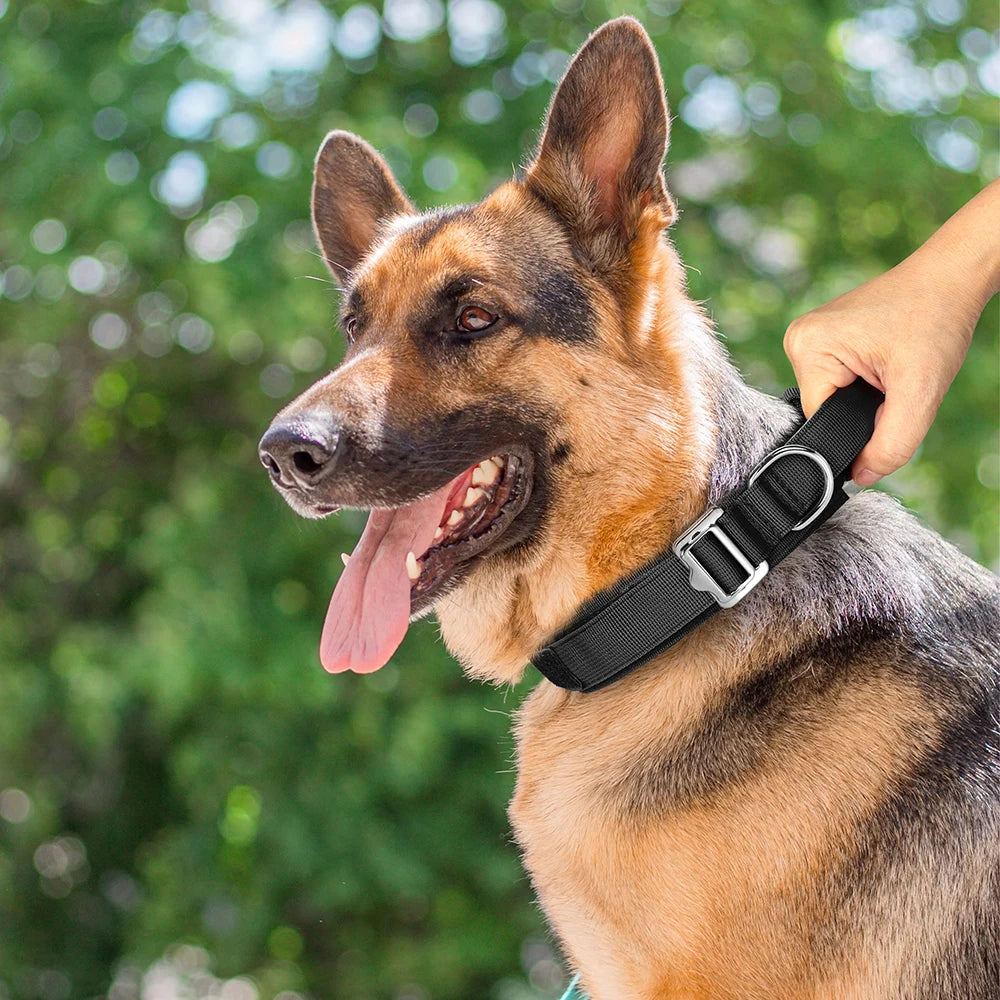 Collier étrangleur nylon pour chien