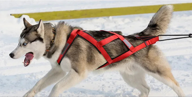 Harnais chien de traineau