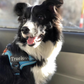 Harnais chien XXL